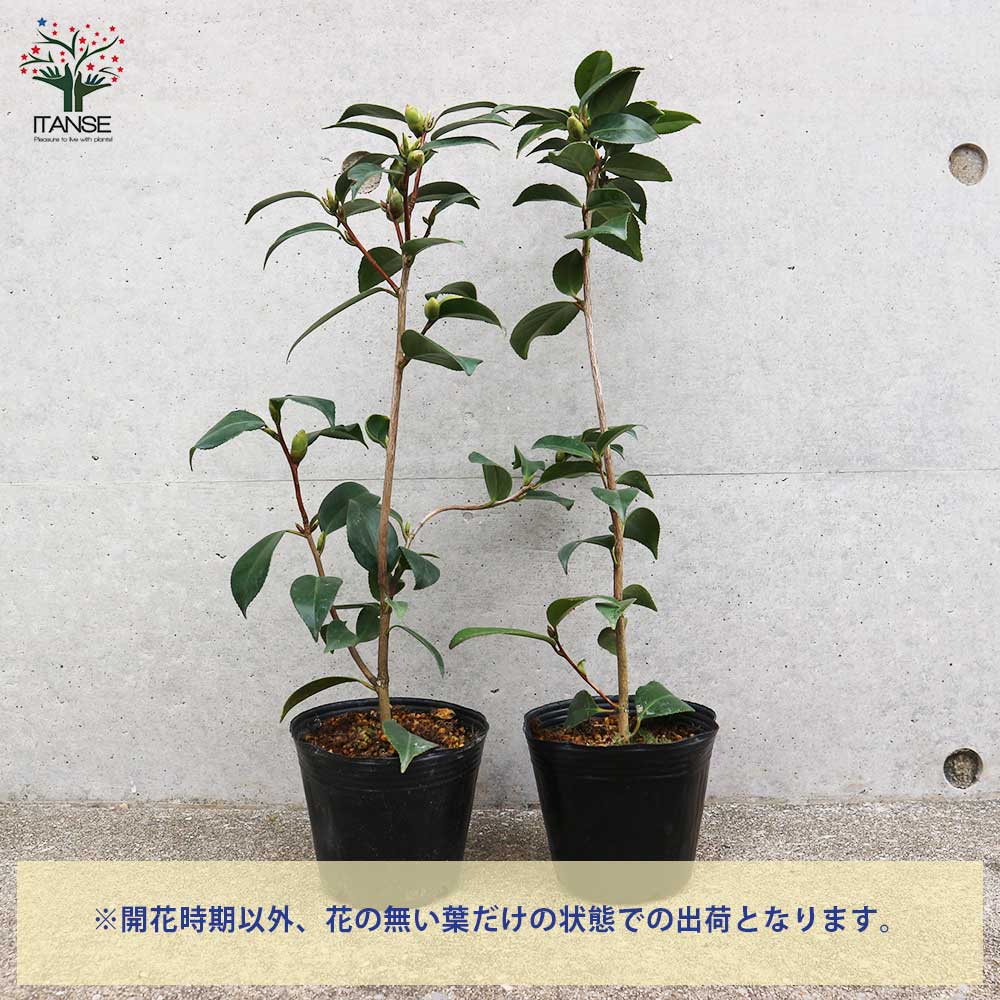 椿(ツバキ)の苗木 品種:一子侘助(イチコワビスケ)【庭木 4号ポット苗