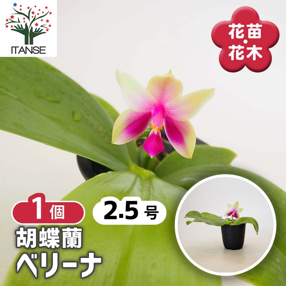胡蝶蘭 ベリーナ 【花苗 2.5号／1個売り】