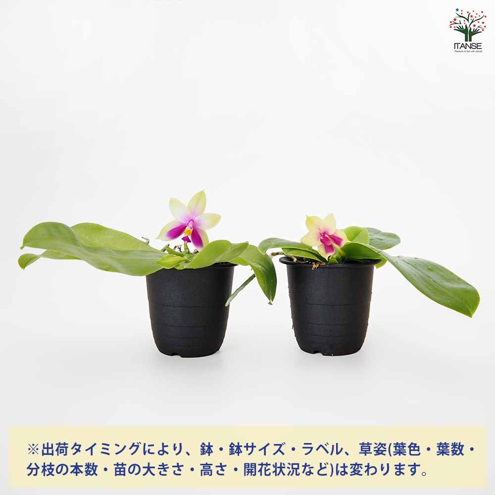胡蝶蘭 ベリーナ 【花苗 2.5号／1個売り】
