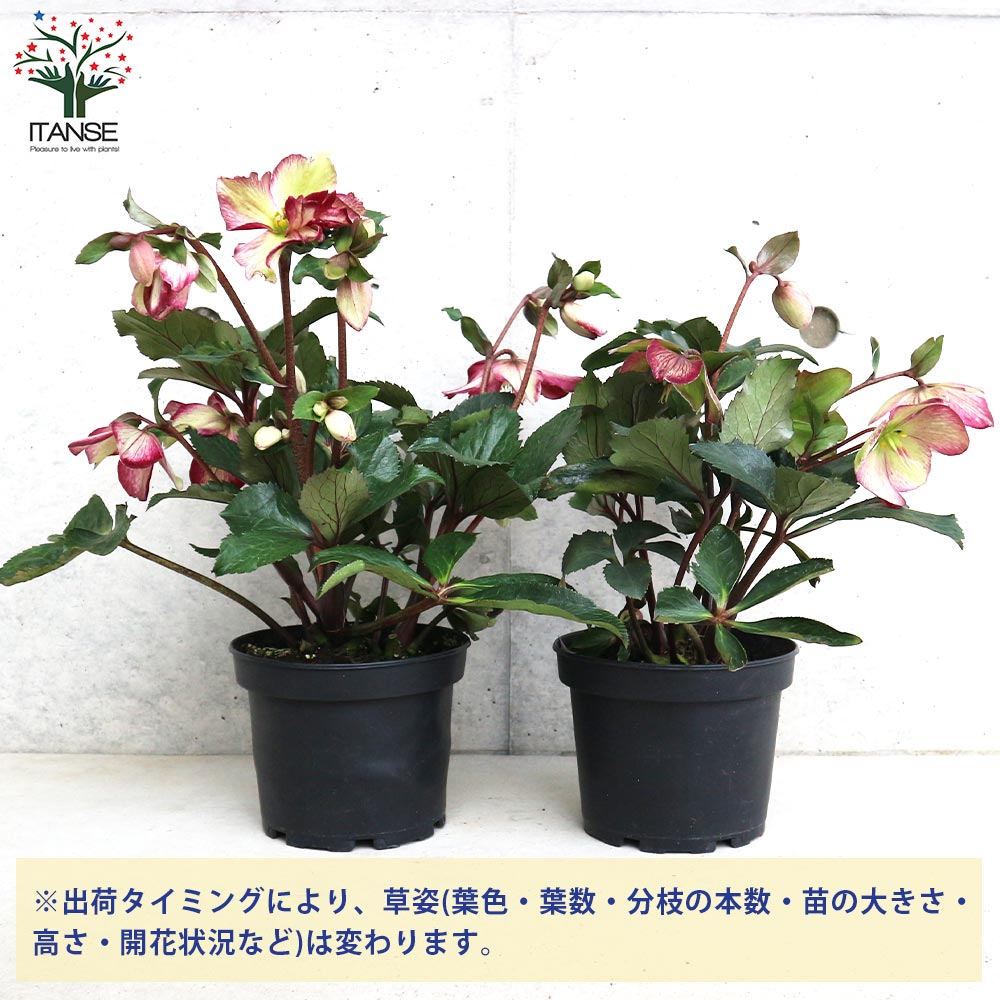 クリスマスローズ 氷の薔薇 ダークピコティ【花苗 5号鉢／1個売り