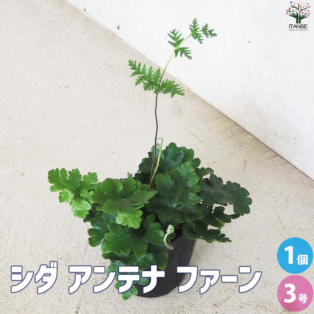 シダ アンテナファーン【観葉植物 3号ポット／1個売り】