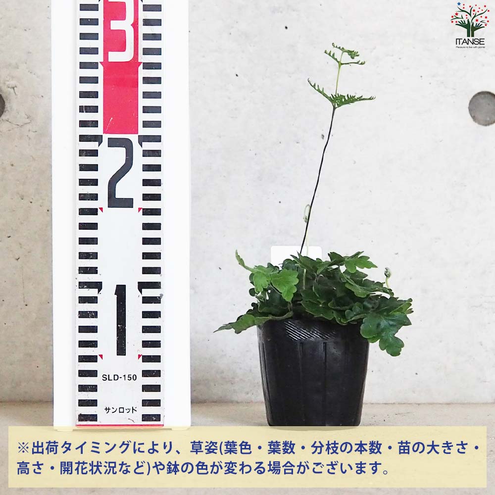 シダ アンテナファーン【観葉植物 3号ポット／1個売り】