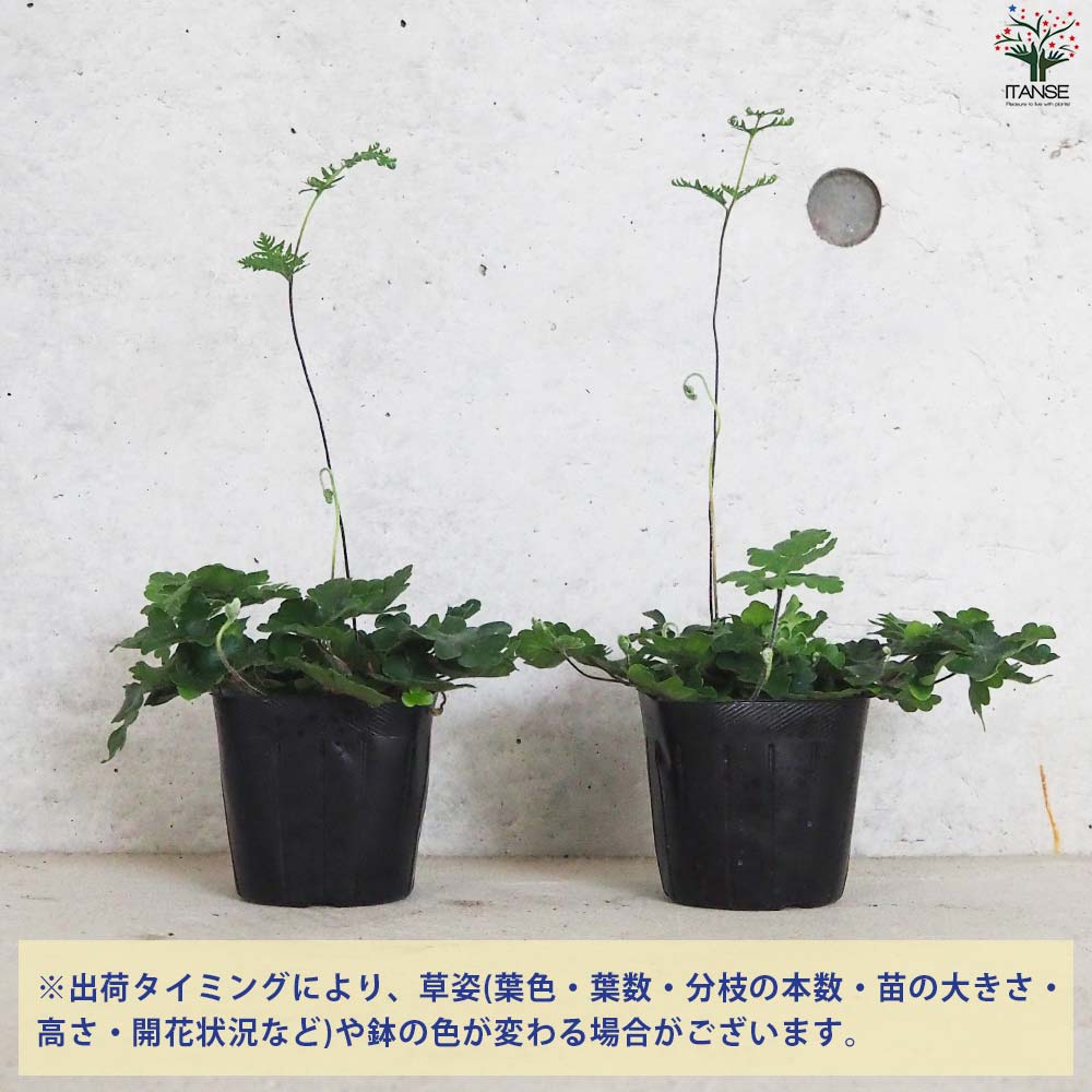 シダ アンテナファーン【観葉植物 3号ポット／1個売り】