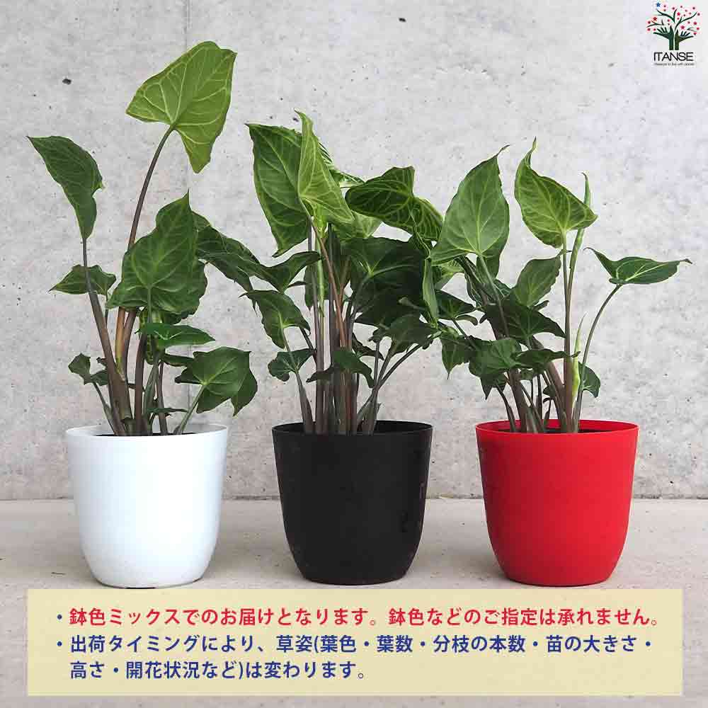 シンゴニウム ・バティック 【観葉植物 3.5号ポット】