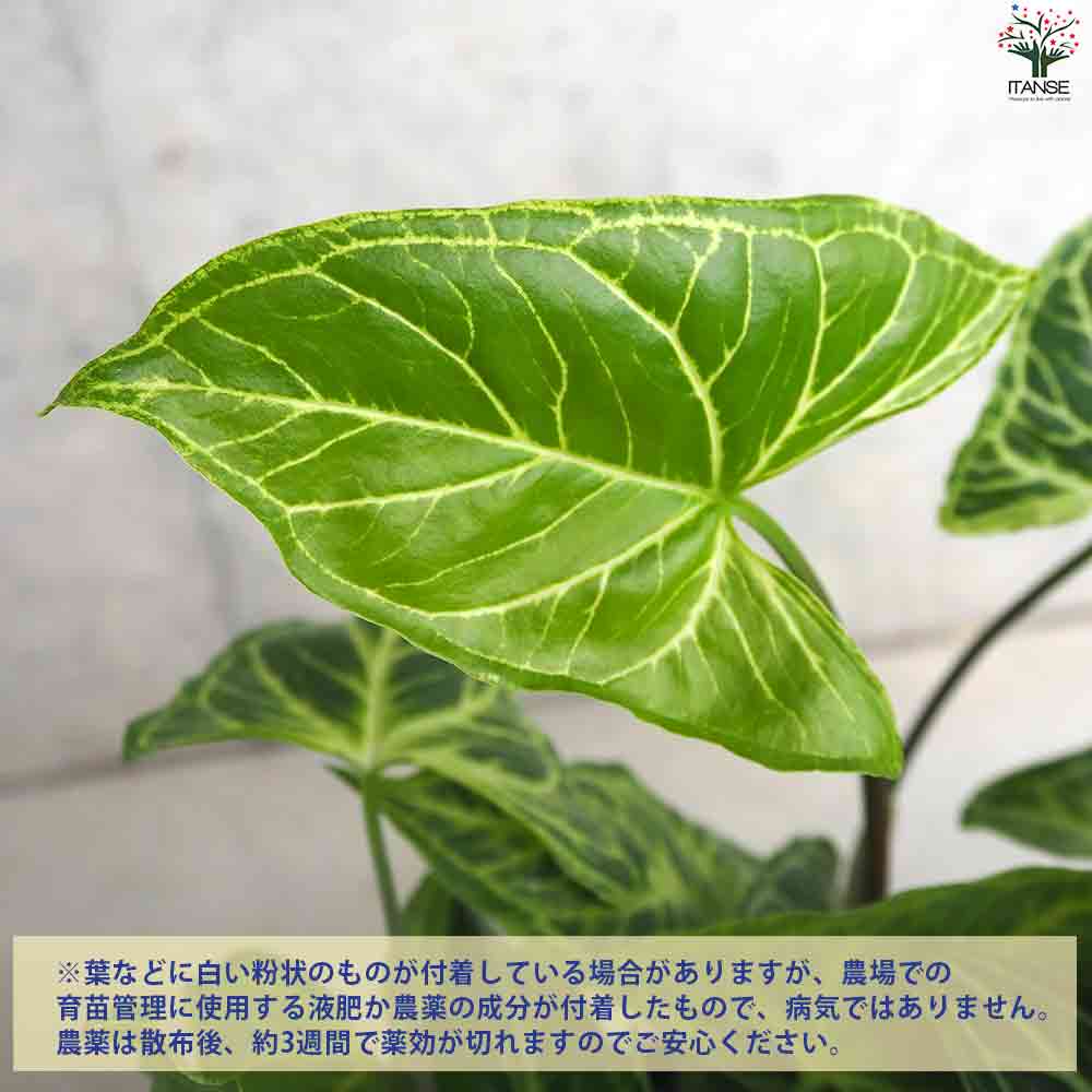 シンゴニウム ・バティック 【観葉植物 3.5号ポット】