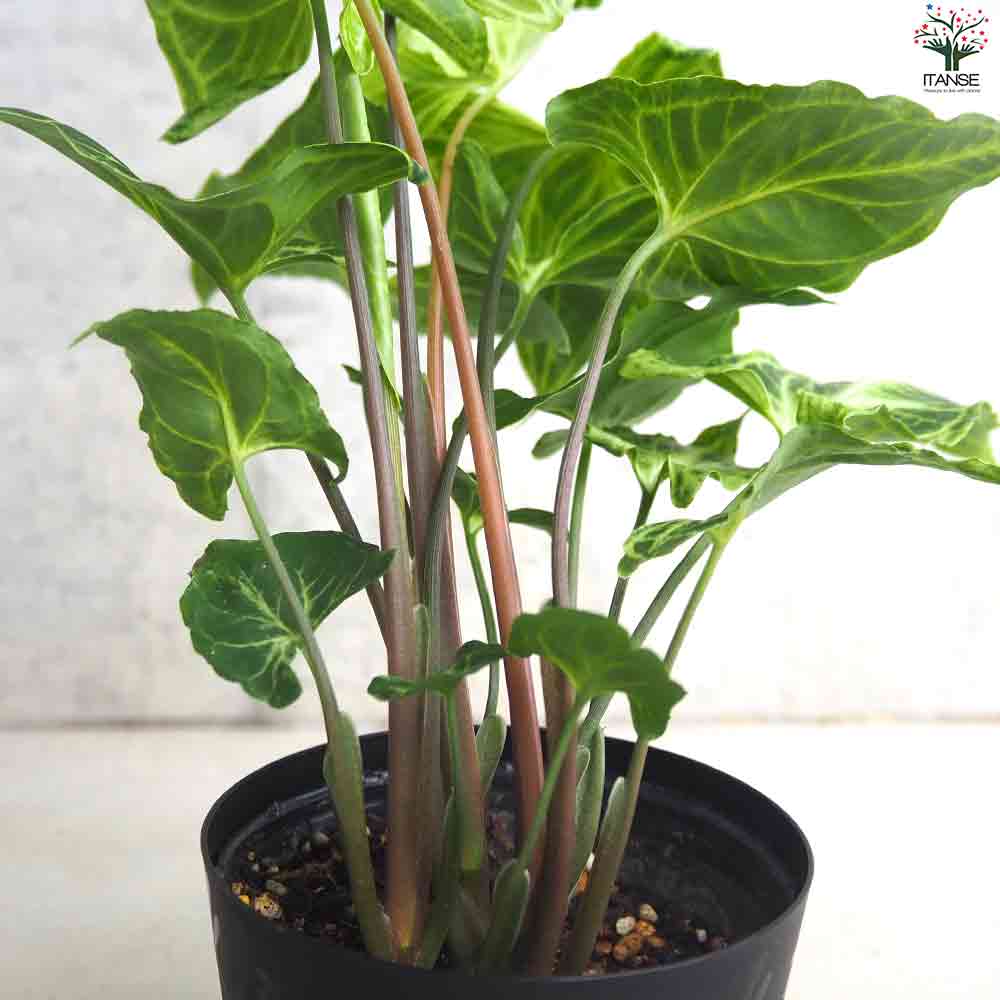 シンゴニウム ・バティック 【観葉植物 3.5号ポット】