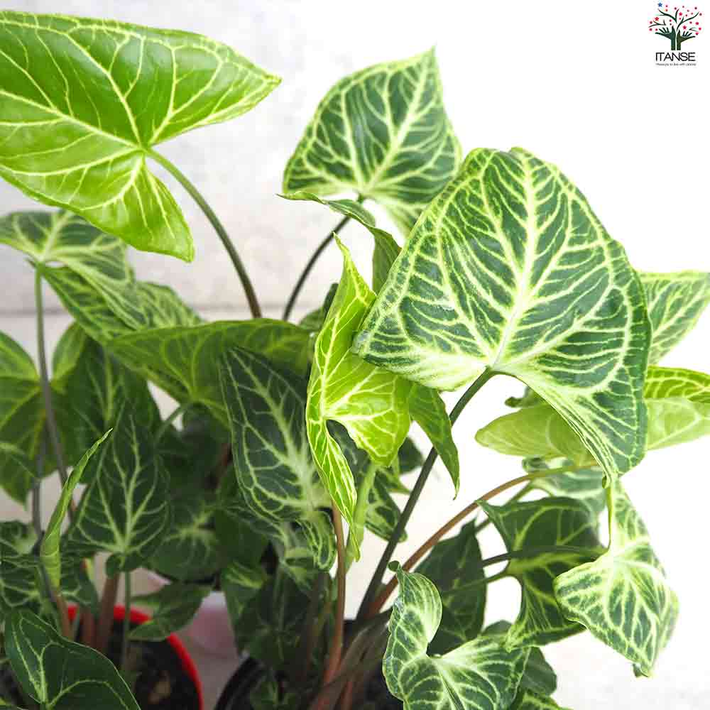 シンゴニウム ・バティック 【観葉植物 3.5号ポット】｜ 【植物の