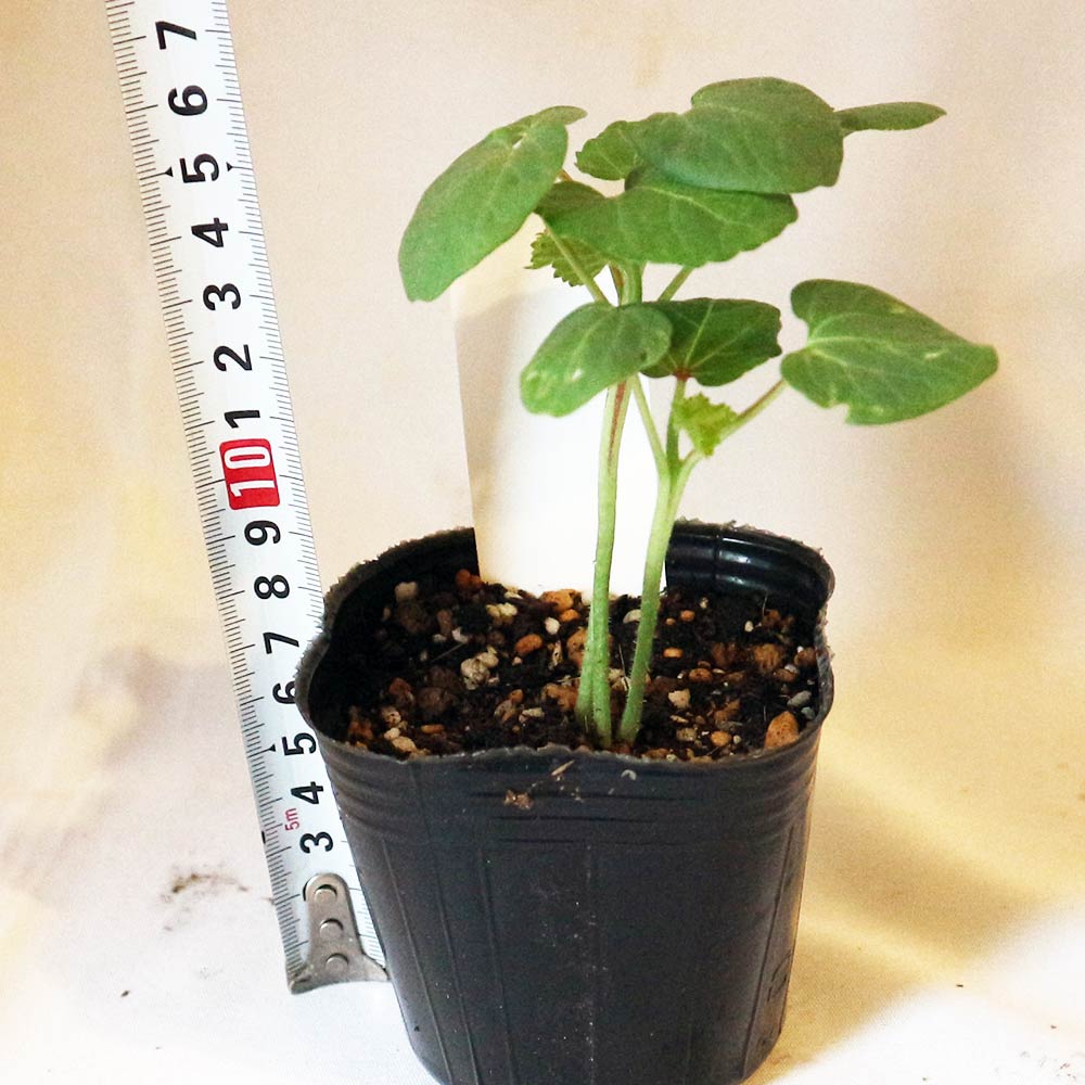 オクラ苗 白オクラ4個～【野菜苗 9cmポット実生苗】