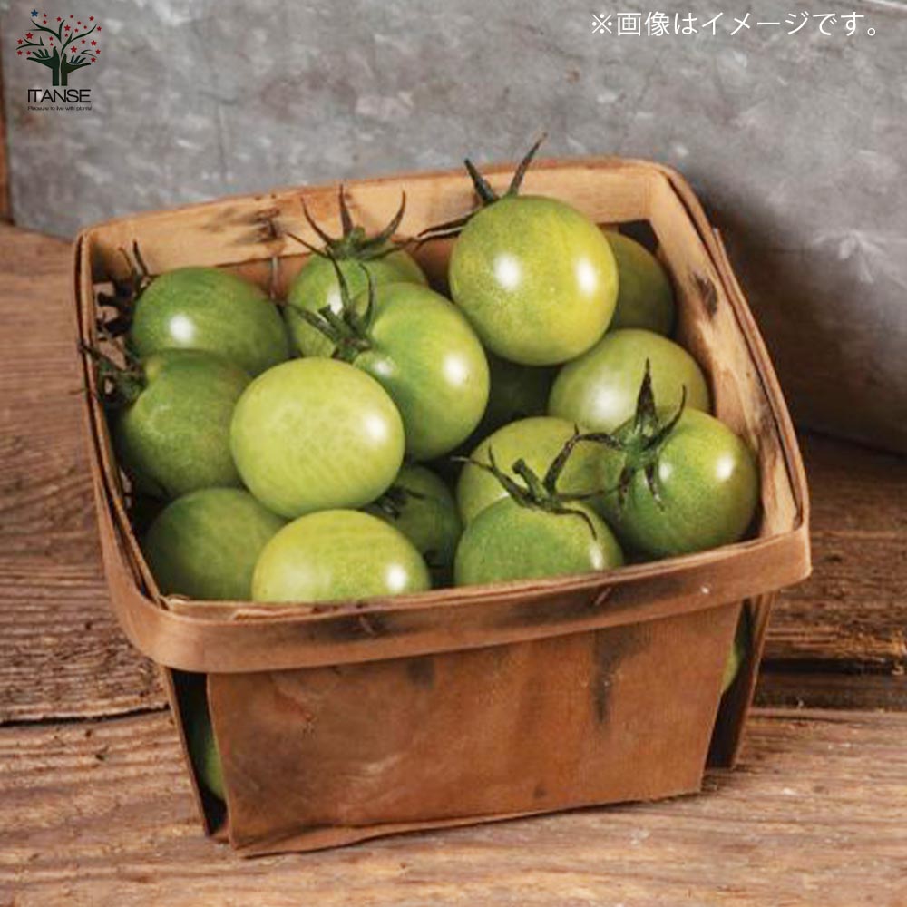 プチぷよ グリーン 新食感！薄皮ミニトマト2個～【10.5cmポット 自根苗】