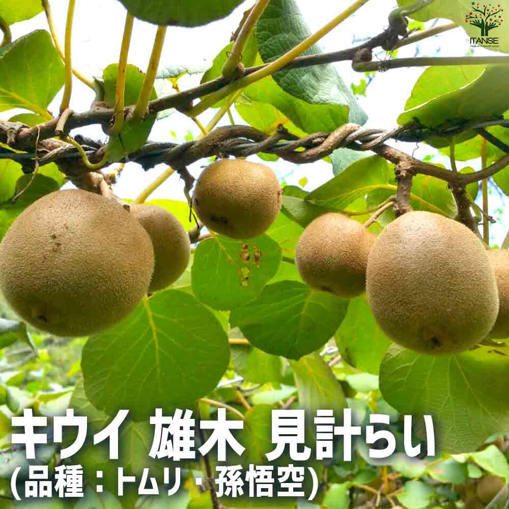 キウイ オス 見計らい 4個~【果樹の苗 10.5cmポット】