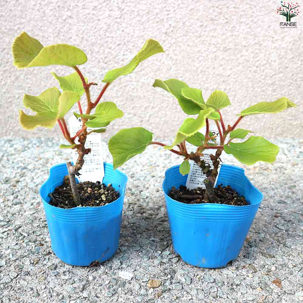 キウイ オス 見計らい 4個~【果樹の苗 10.5cmポット】