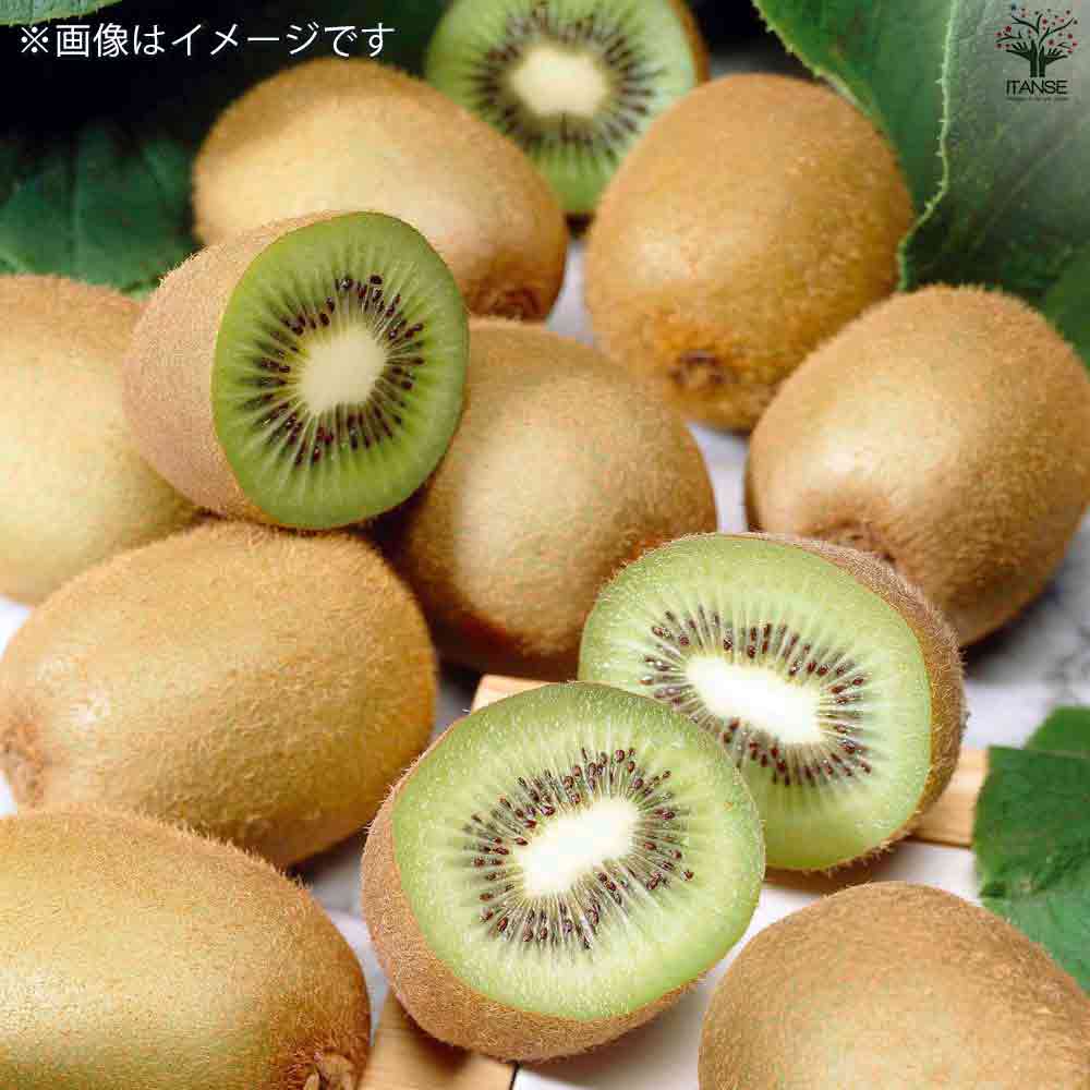 キウイ オス 見計らい 4個～【果樹の苗 10.5cmポット】｜ 【植物の