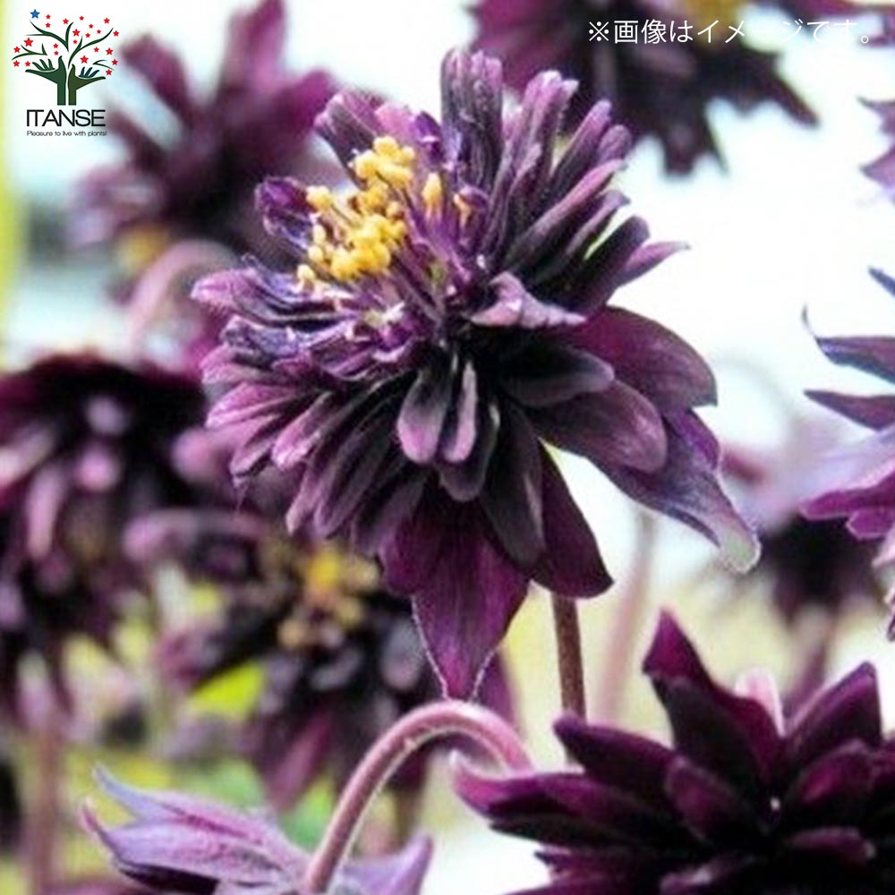 オダマキ ブラックバロー【花苗 3.5号】｜ 【植物のITANSE】全品