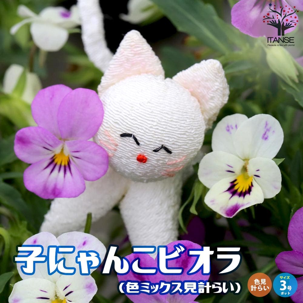極小輪ビオラ”子にゃんこビオラ” 見計らい3個～【花苗 3号ポット苗