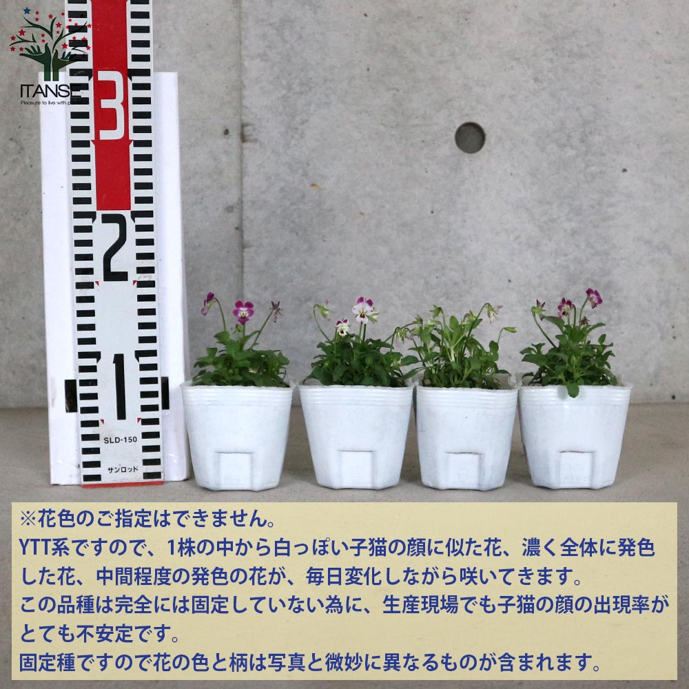 極小輪ビオラ”子にゃんこビオラ” 見計らい3個～【花苗 3号ポット苗】