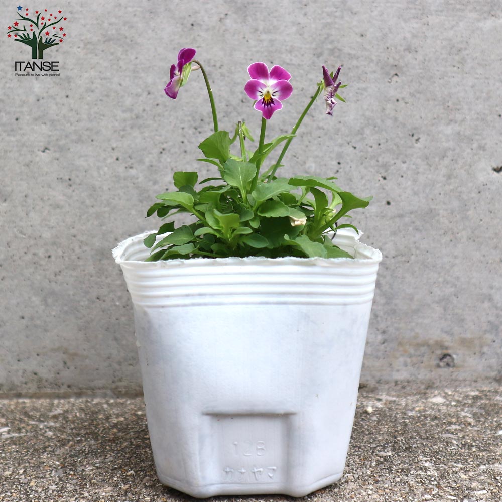 極小輪ビオラ”子にゃんこビオラ” 見計らい3個～【花苗 3号ポット苗