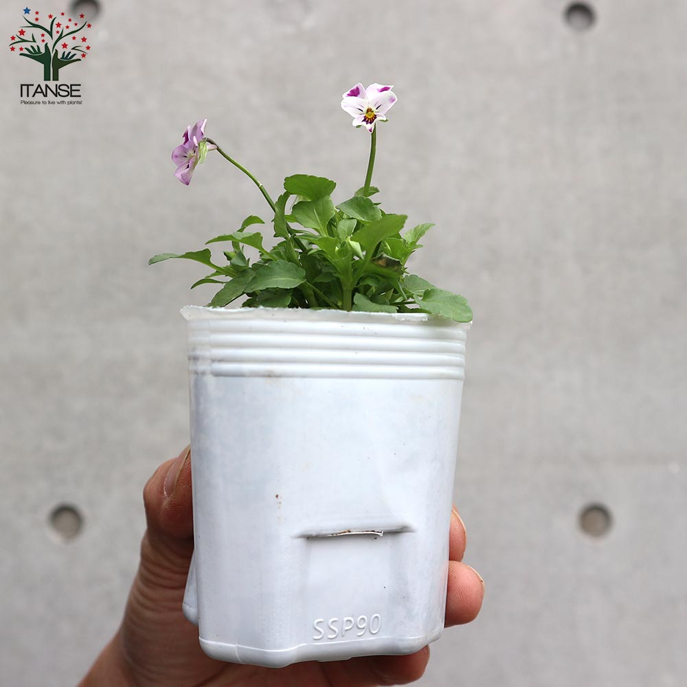 極小輪ビオラ”子にゃんこビオラ” 見計らい3個～【花苗 3号ポット苗