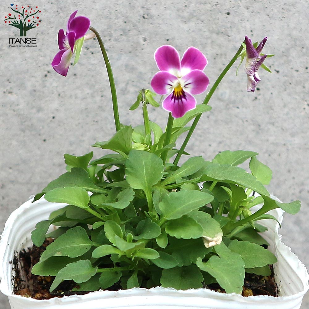 極小輪ビオラ”子にゃんこビオラ” 見計らい3個～【花苗 3号ポット苗】