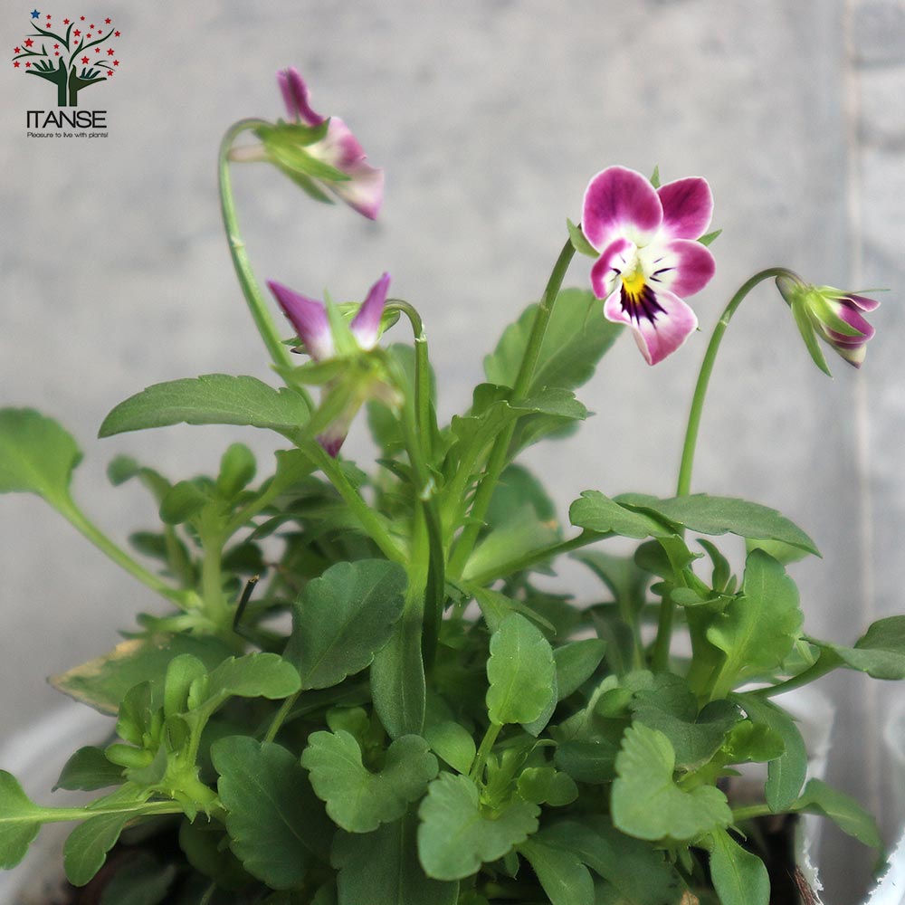 極小輪ビオラ”子にゃんこビオラ” 見計らい3個～【花苗 3号ポット苗