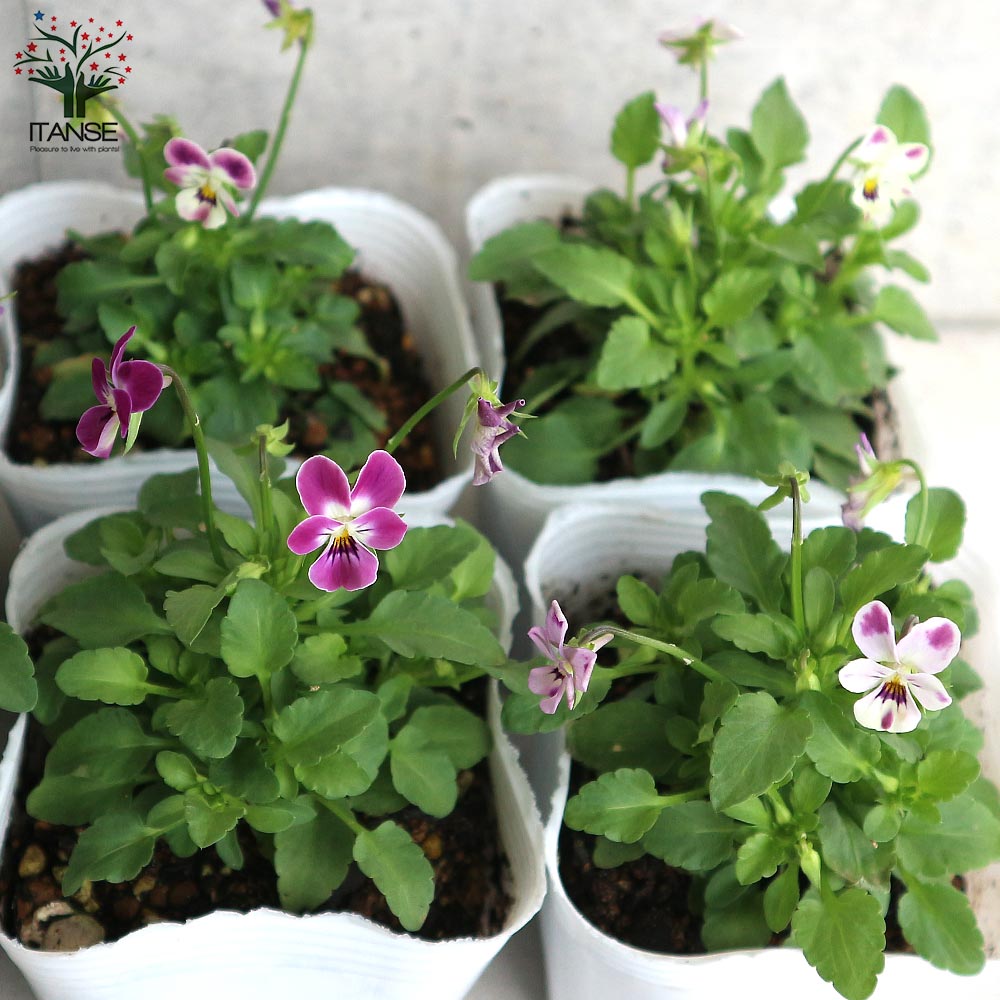 極小輪ビオラ”子にゃんこビオラ” 見計らい3個～【花苗 3号ポット苗】