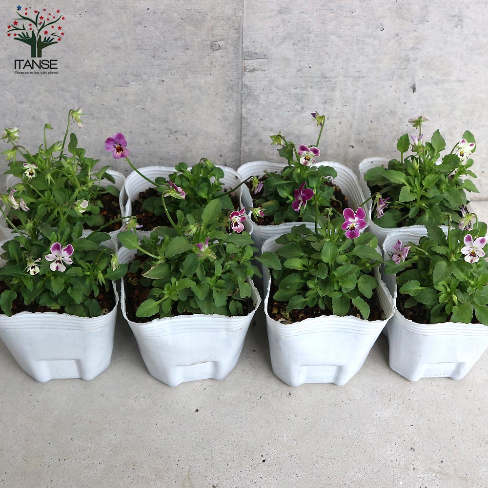 極小輪ビオラ”子にゃんこビオラ” 見計らい3個～【花苗 3号ポット苗】