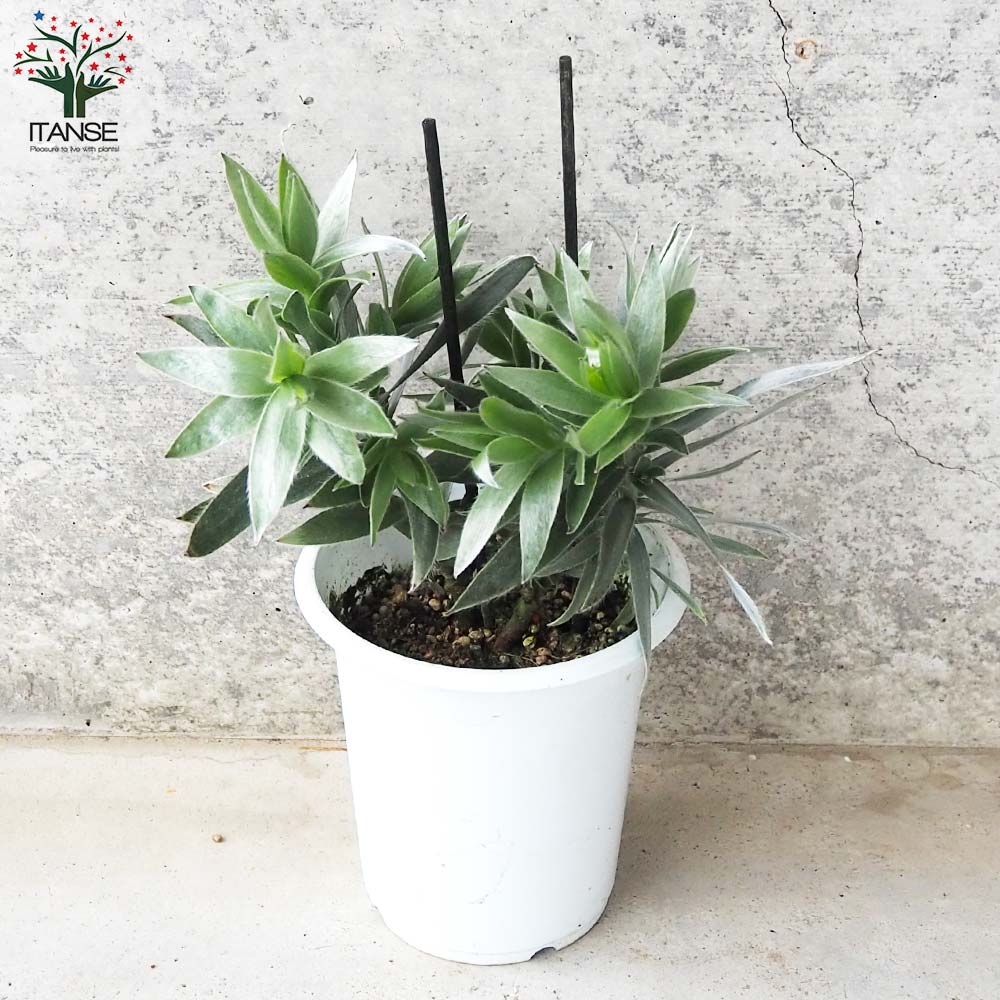 リューカデンドロン シルバーアフリカーナ・グランデ【花苗 4号