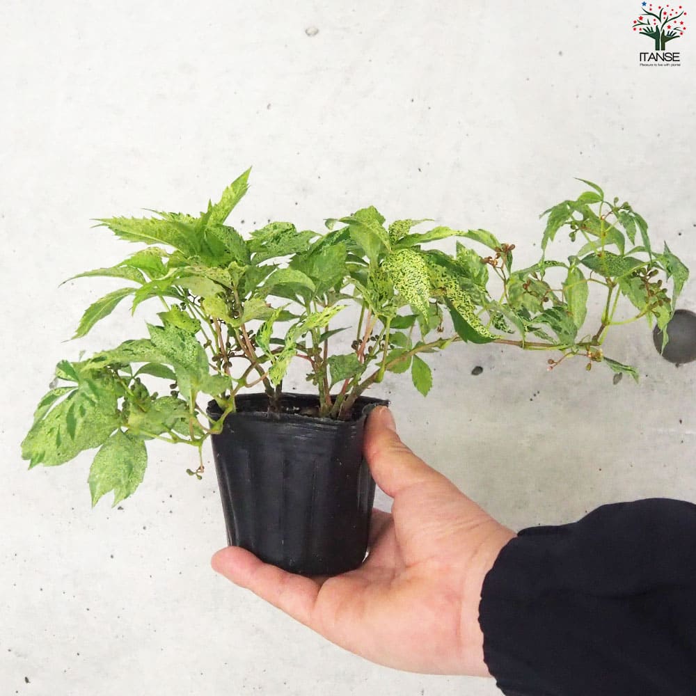 アメリカヅタ 斑入り葉2個～【花苗 3号ポット】｜ 【植物の