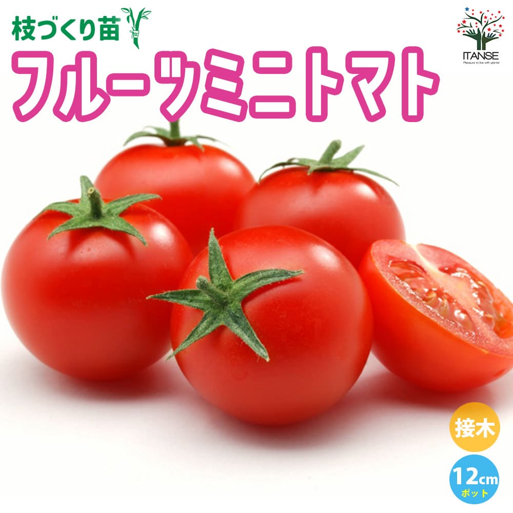 ミニトマトの苗 フルーツミニトマト 枝づくり苗2個～【野菜の苗 12cmポット 接木苗】