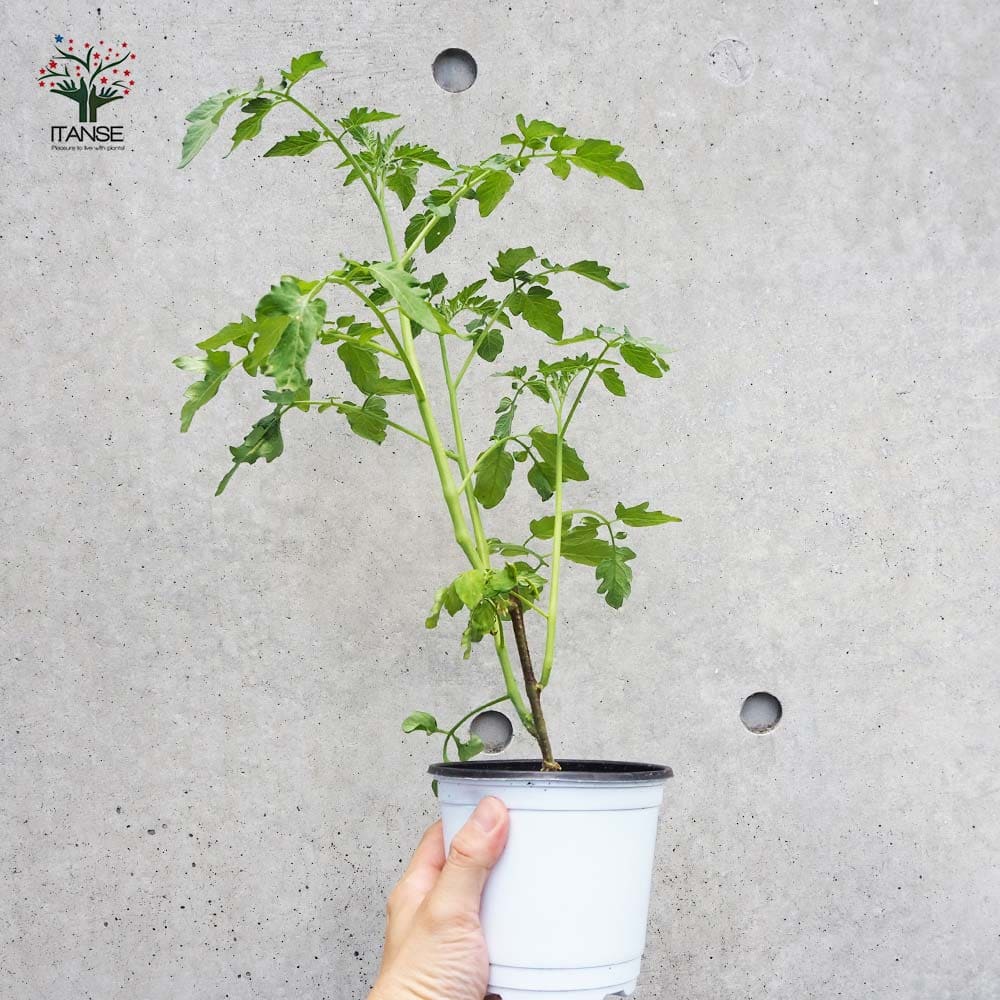 ミニトマトの苗 フルーツミニトマト 枝づくり苗2個～【野菜の苗 12cmポット 接木苗】