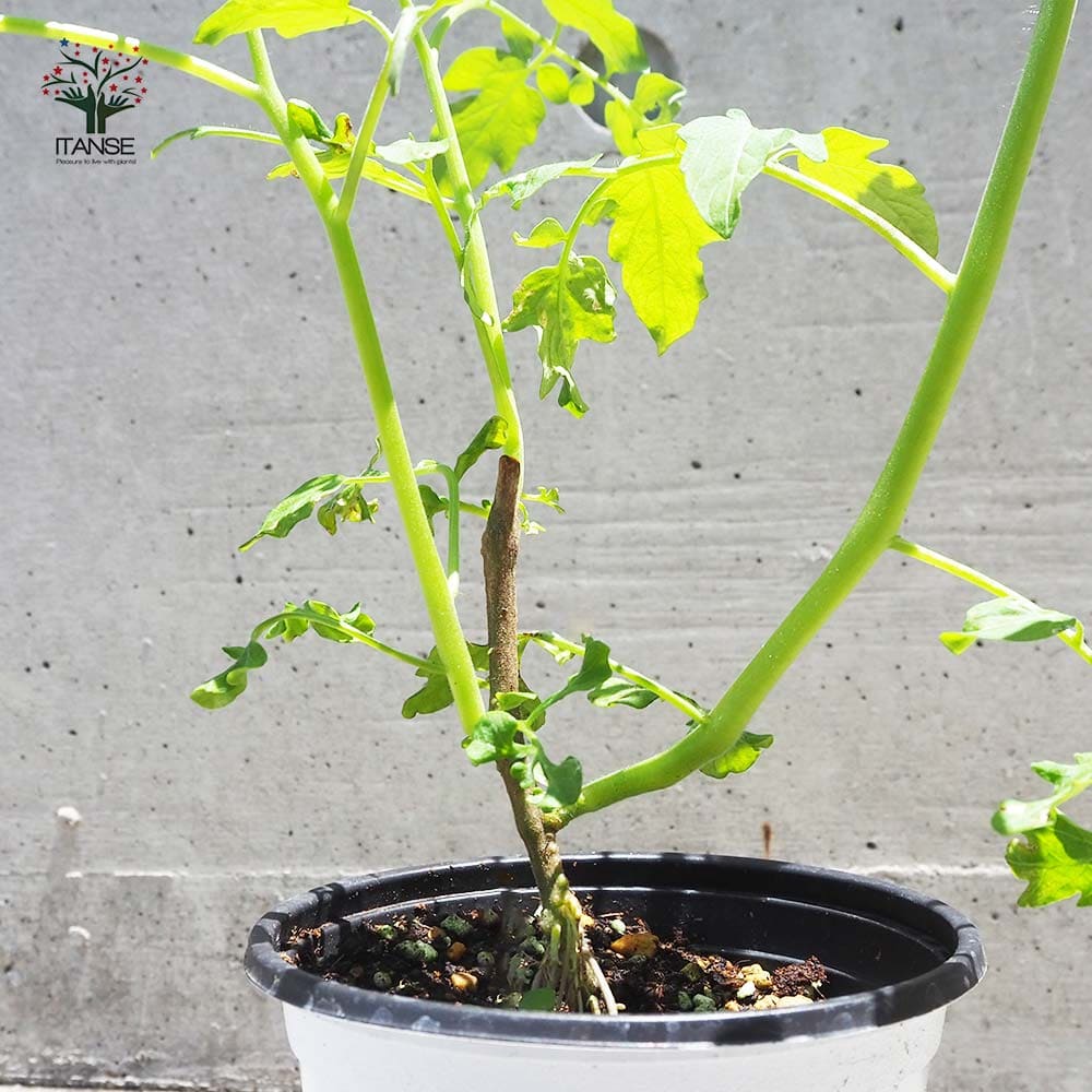 ミニトマトの苗 フルーツミニトマト 枝づくり苗2個～【野菜の苗 12cmポット 接木苗】