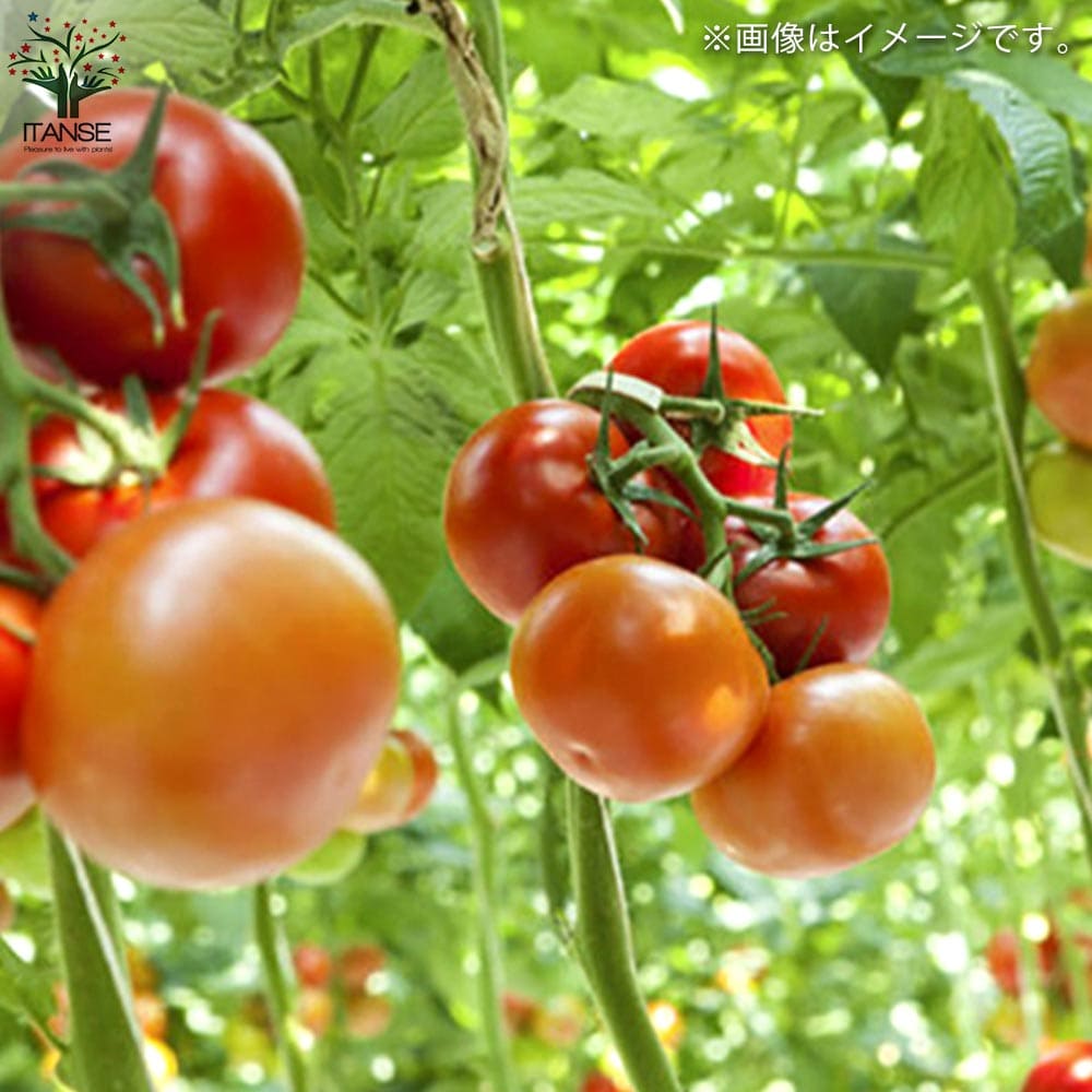 ミニトマトの苗 フルーツミニトマト 枝づくり苗2個～【野菜の苗 12cmポット 接木苗】