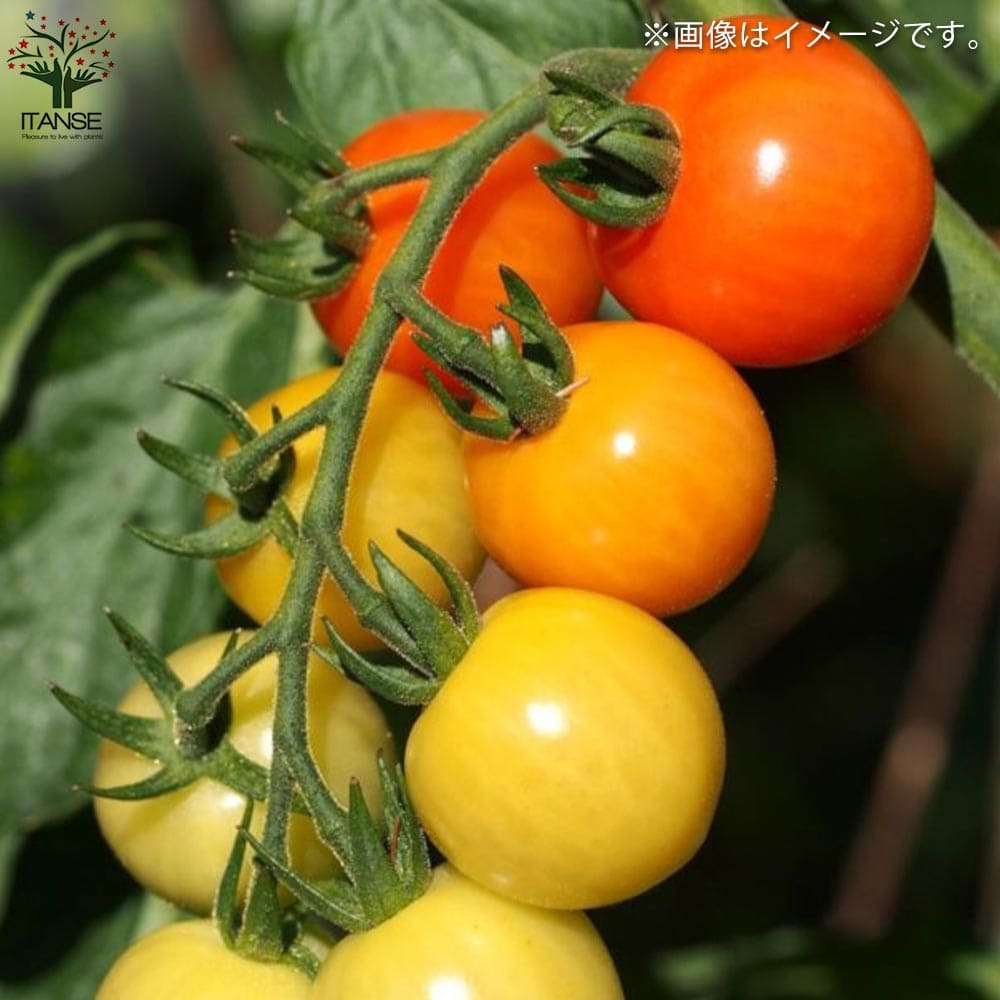 ミニトマトの苗 フルーツミニトマト 枝づくり苗2個～【野菜の苗 12cmポット 接木苗】