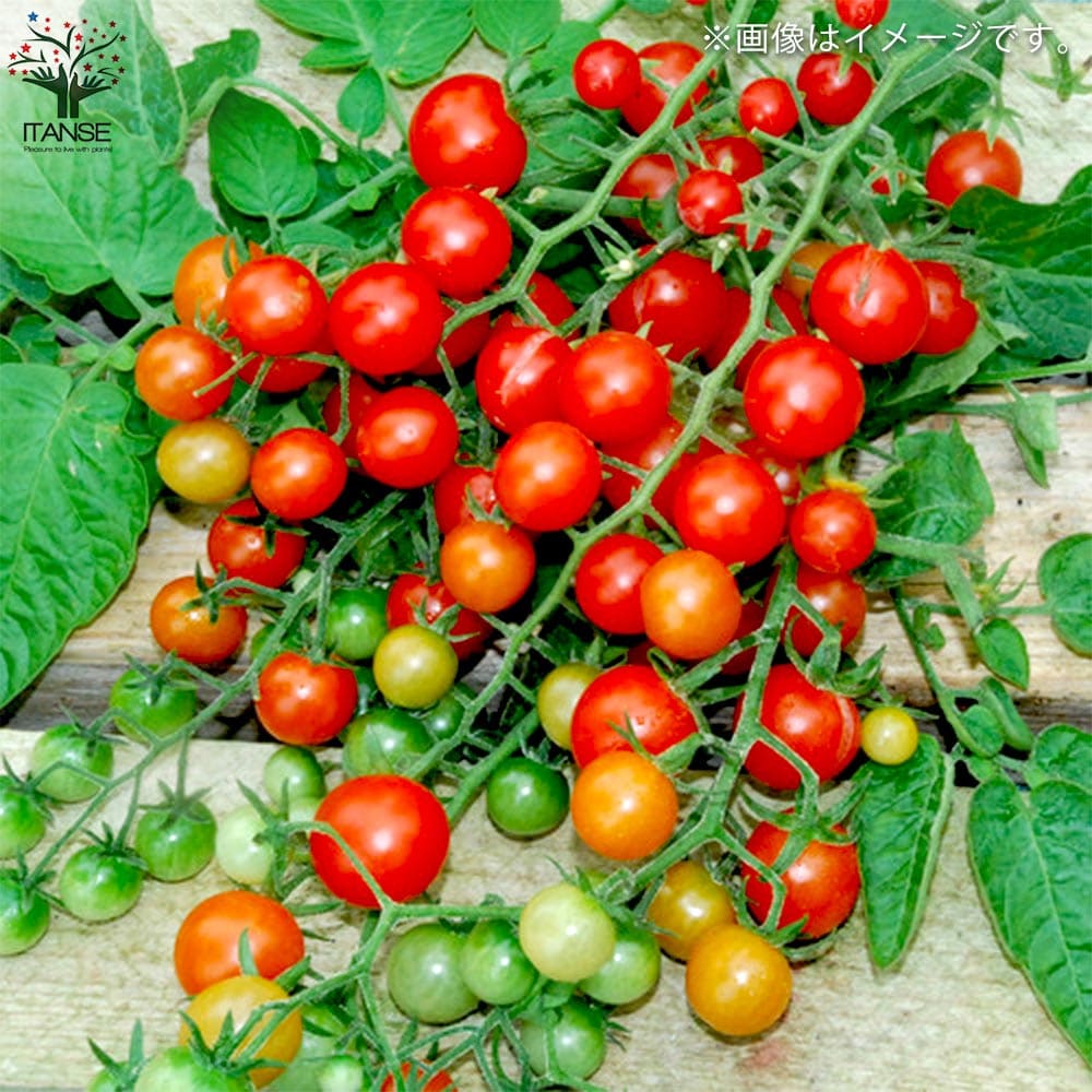 ミニトマトの苗 フルーツミニトマト 枝づくり苗2個～【野菜の苗 12cmポット 接木苗】