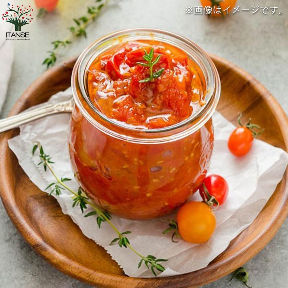 ミニトマトの苗 フルーツミニトマト 枝づくり苗2個～【野菜の苗 12cmポット 接木苗】