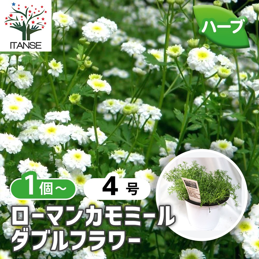 ローマンカモミール ダブルフラワー【ハーブ苗BN硬質12cmポット／1個