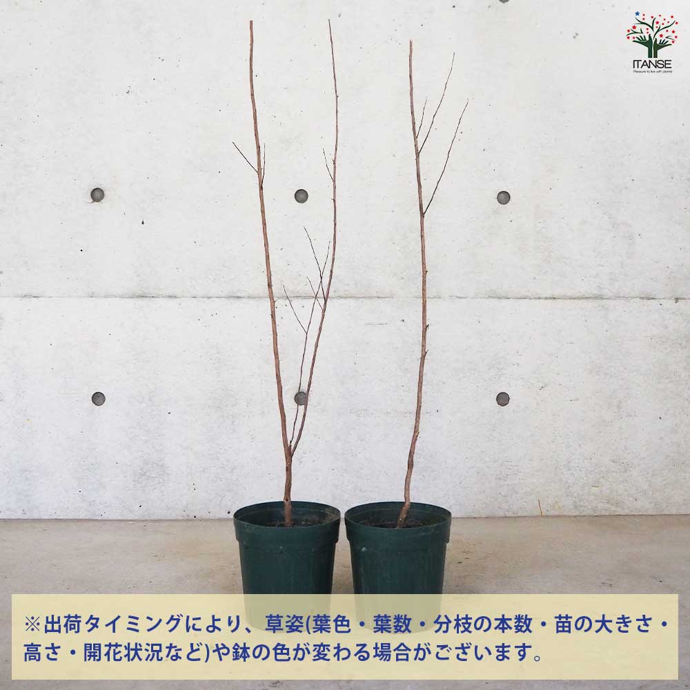 サルスベリ ブラックリーフダイヤモンド ピュアリーP 【花木苗 6号ポット／1個売り】