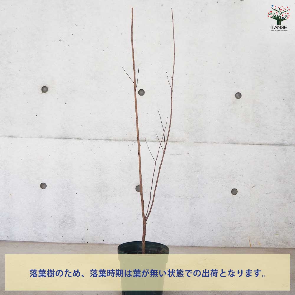 サルスベリ ブラックリーフダイヤモンド ピュアリーP 【花木苗 6号ポット／1個売り】