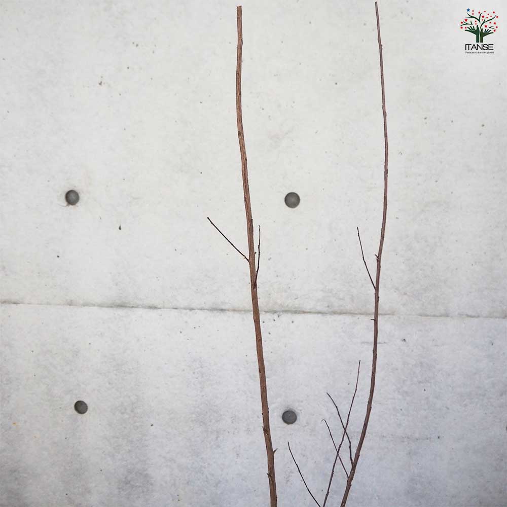 サルスベリ ブラックリーフダイヤモンド ピュアリーP 【花木苗 6号ポット／1個売り】