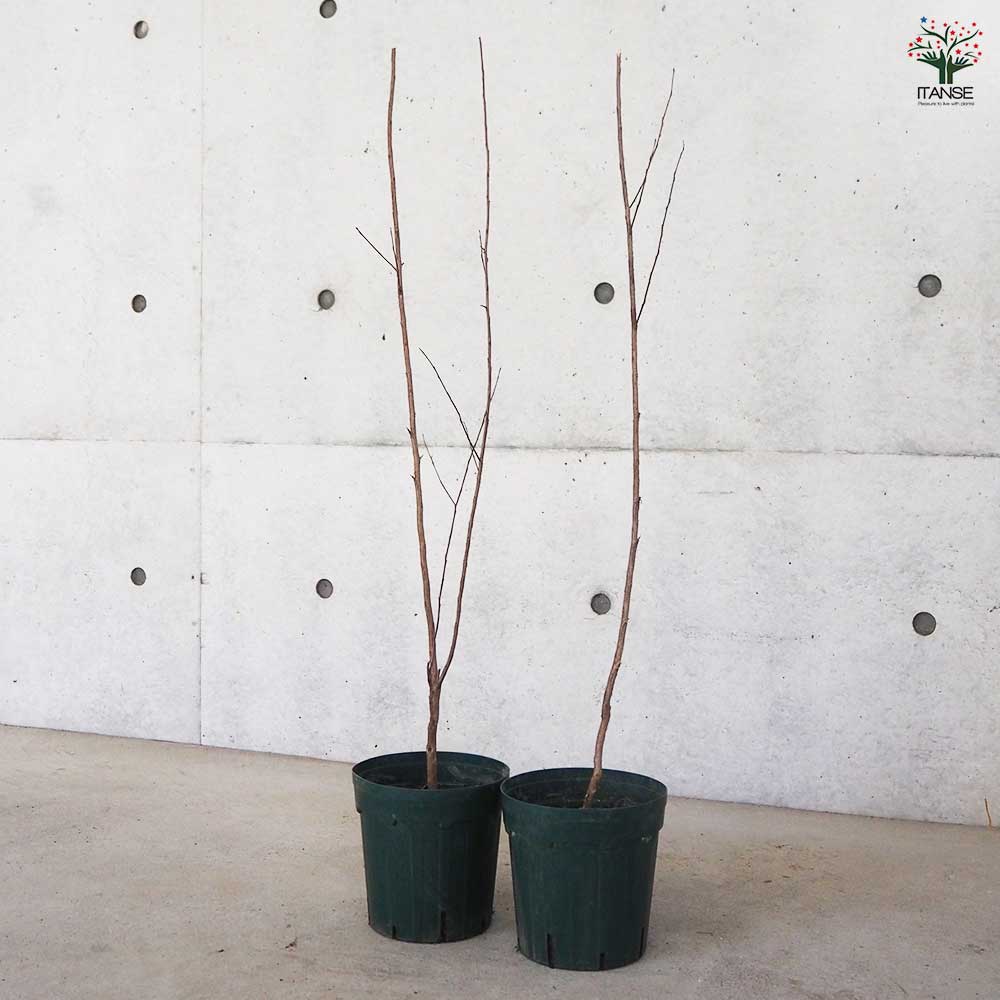 サルスベリ ブラックリーフダイヤモンド ピュアリーP 【花木苗 6号ポット／1個売り】