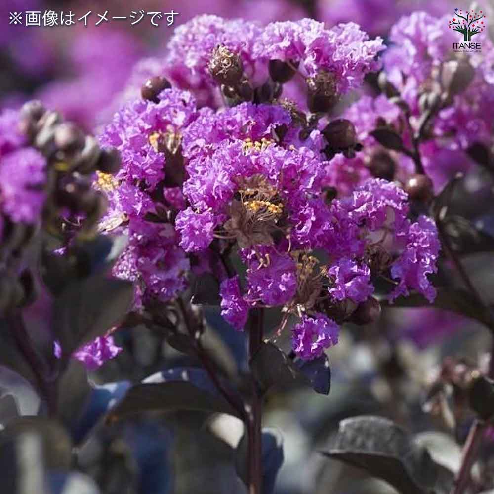 サルスベリ ブラックリーフダイヤモンド ピュアリーP 【花木苗 6号