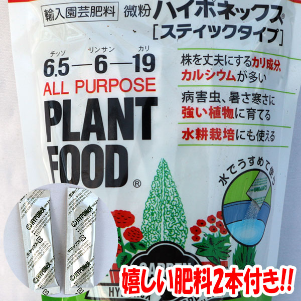 スイートバジルの大苗【野菜苗18cm硬質ポット大苗1個／肥料付