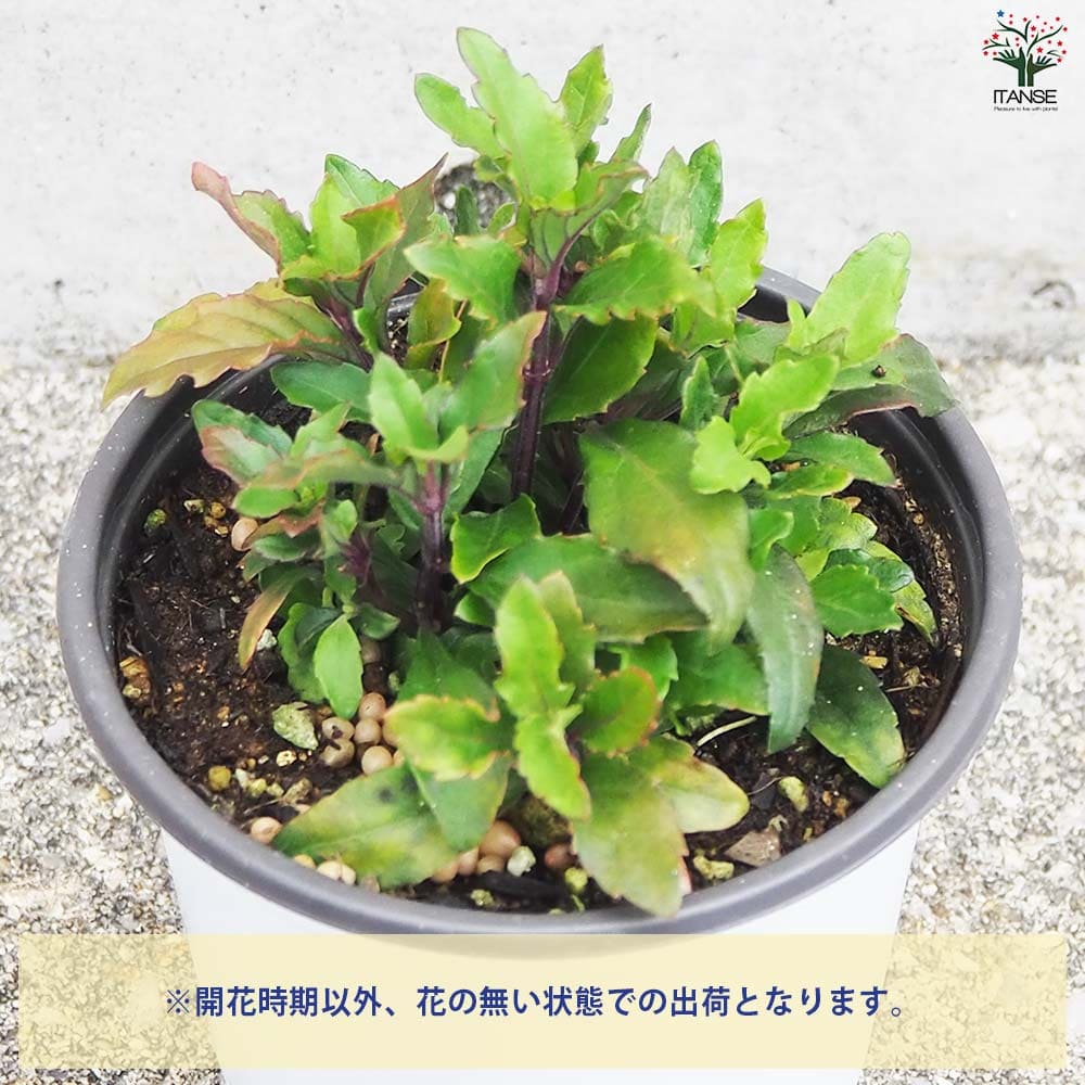 クミスクチン 2個～【ハーブの苗 10.5cm鉢】｜ 【植物のITANSE
