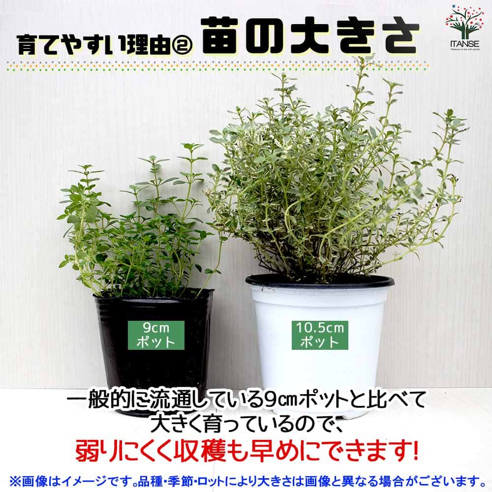 クミスクチン 2個～【ハーブの苗 10.5cm鉢】｜ 【植物のITANSE