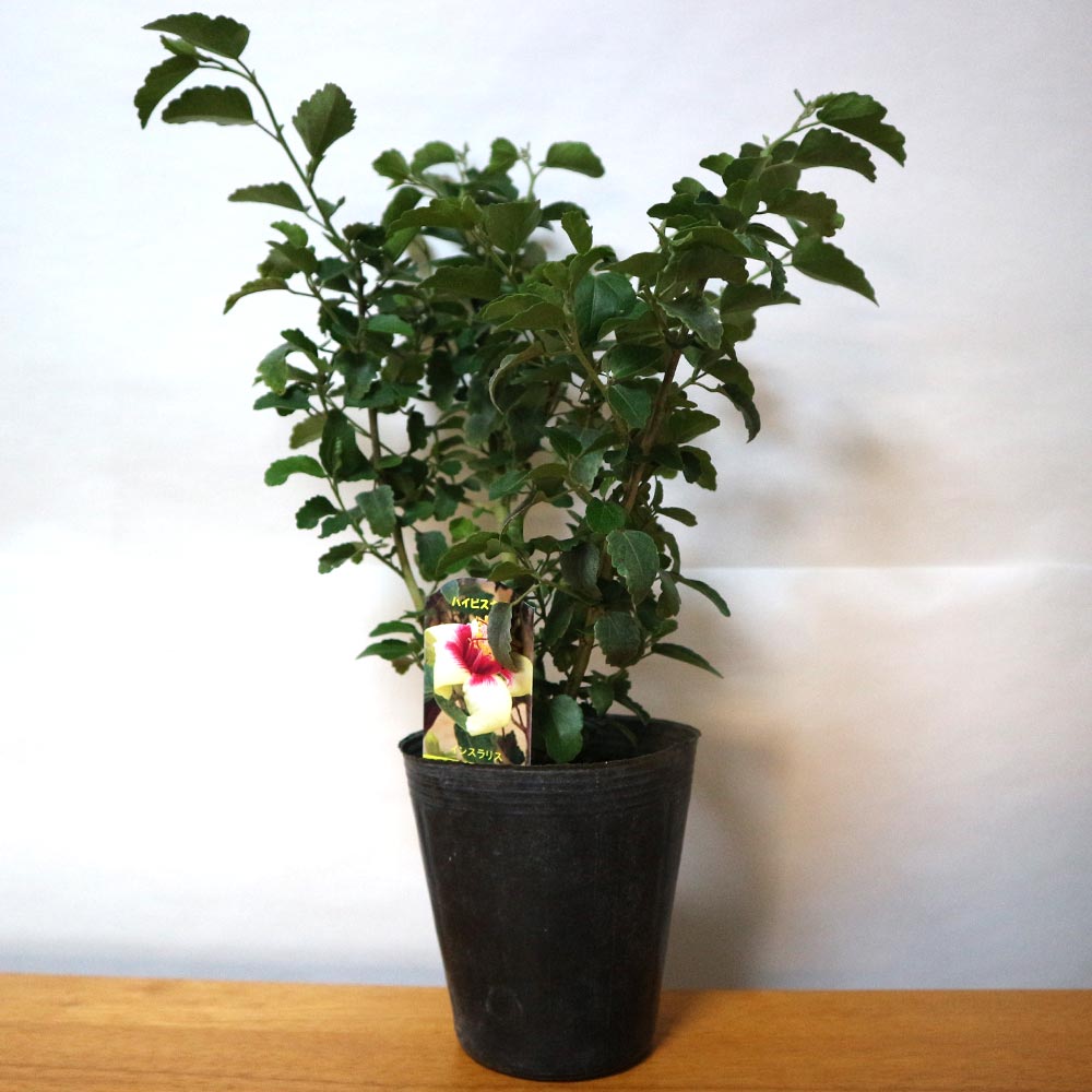 Itanse良品ｾﾚｸﾄ通販