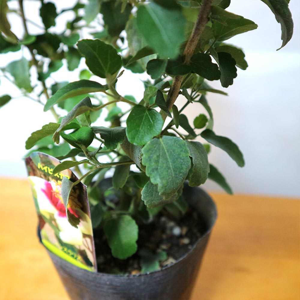 Itanse良品ｾﾚｸﾄ通販