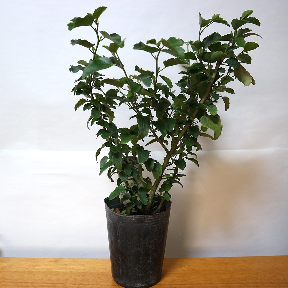 Itanse良品ｾﾚｸﾄ通販