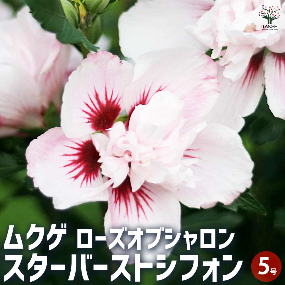 ムクゲ ローズオブシャロン スターバーストシフォン