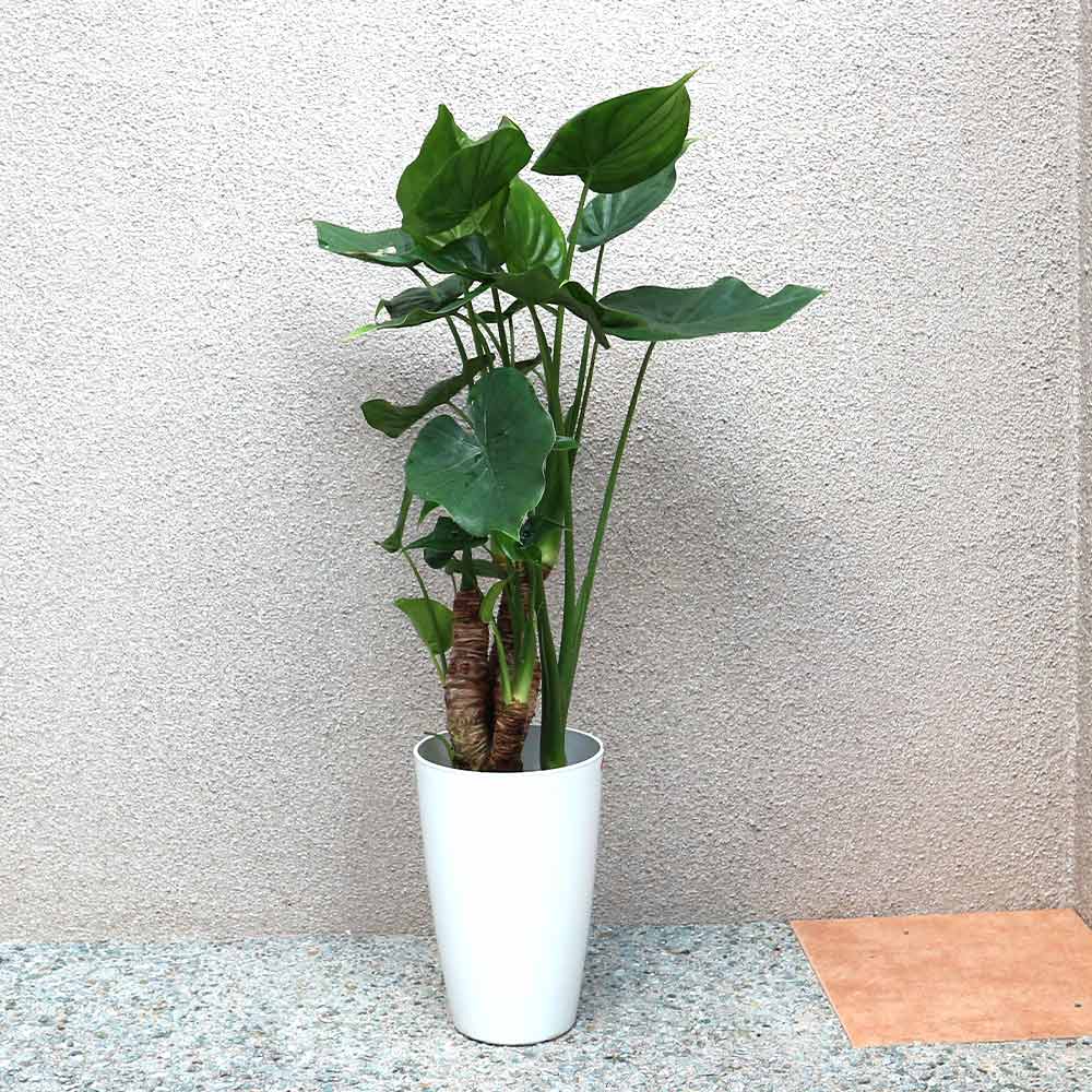 クワズイモ【中型 観葉植物 7号鉢／1個】｜ 【植物のITANSE