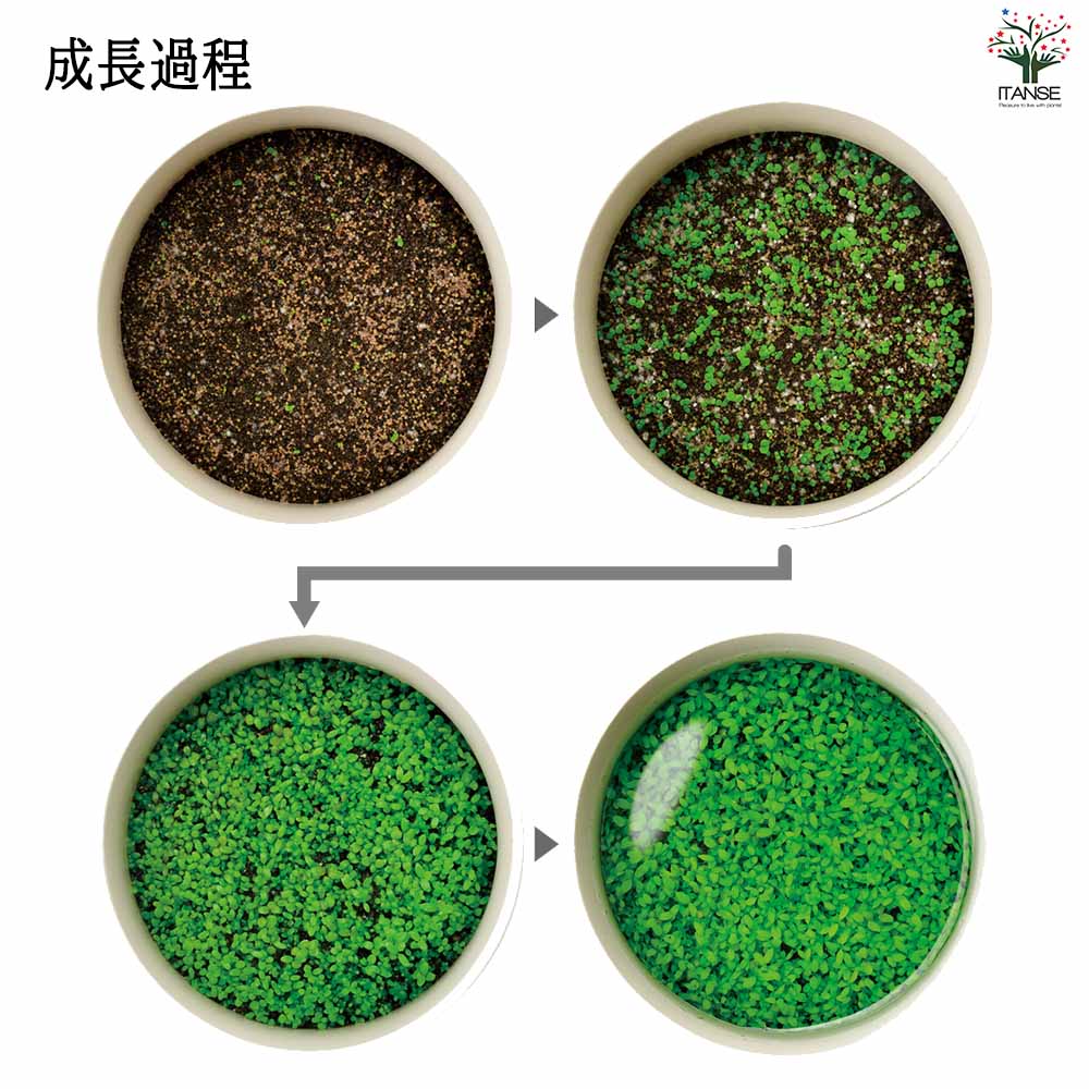 栽培セット 水草碗 【Mサイズ／1個売り】｜ 【植物のITANSE