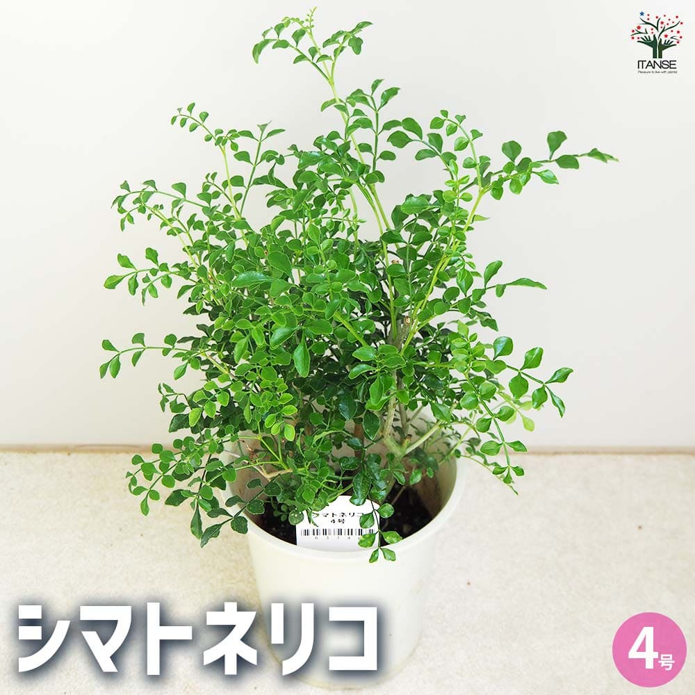 シマトネリコ 【観葉植物 4号】
